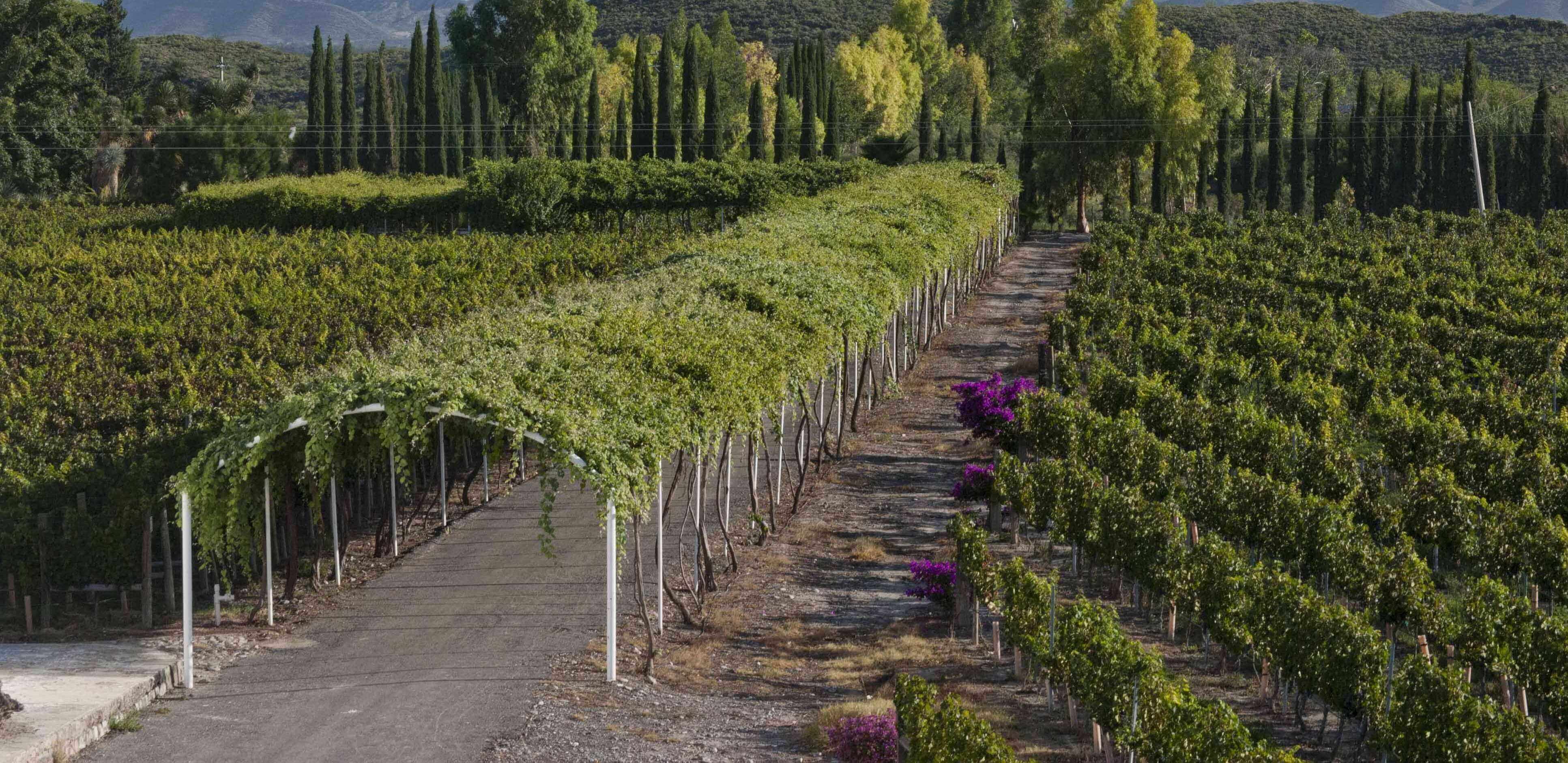  paseo por la bordalesa aguascalientes